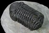 Nice, Austerops Trilobite - Visible Eye Facets #171530-3
